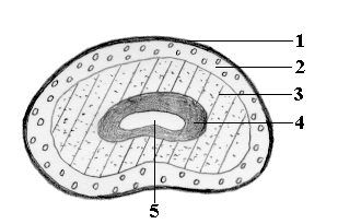 Zeich51a.gif (27564 Byte)